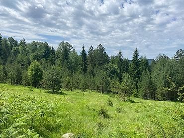 prodaja placeva bor: Na prodaju placevi različitih površina – 10a, 20a, 50a i 1ha.   — 10