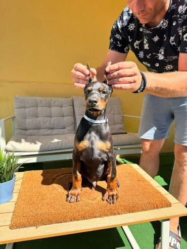 zlatni retriver odgajivacnica srbija: Doberman stenad. Ostenjeni su 28.06.2025. Spremni su za preuzimanje — 15