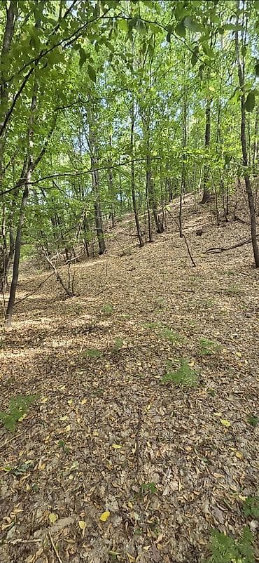 izdajem: Borsko jezero,12400m2 pored puta i vode,parcela 1842/2 sredisnji — 7