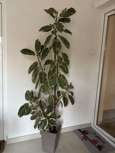 čarobne zvučne priče 2: Dve novogodisnje zvucne knjigice za decu,jedna je 800dinara,knjigici — 21