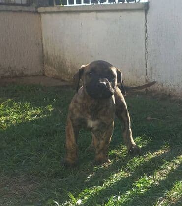 psi na poklon srbija: Presa Canario štenci na prodaju, stari mesec i po dana. Vakcinisani — 4