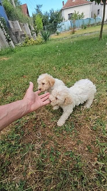 lagoto romanjolo za stan: Lagotto Romagnolo štenci Dostupni štenci Lagoto Romanjolo od roditelja — 9