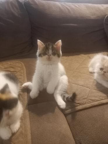 psići na poklon: Na prodaju mačići persijske egzotične (Exotic Shorthair) rase. Vrlo — 9