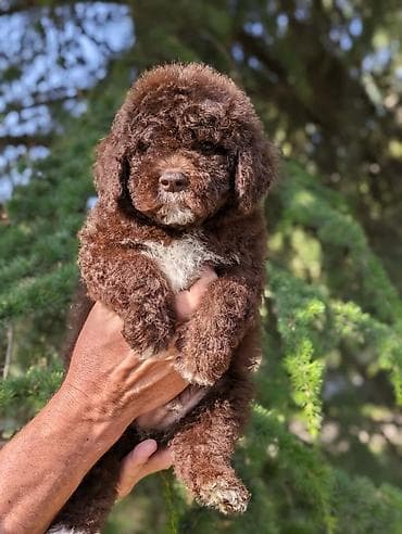 pudle toy cena: Lagotto Romagnolo – rezervacija stenaca Dostupno novo leglo pasa rase — 5