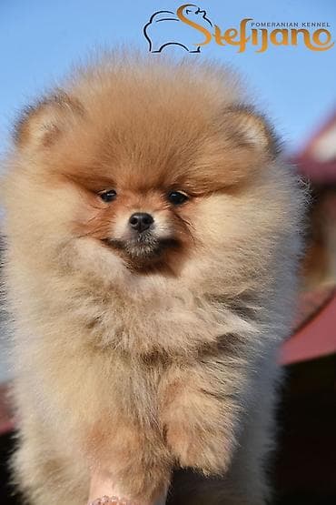 Other Pets & Animals: Pomeranac Boo. Vrhunski stenci pomeranca, kratkih njuškuca — 5