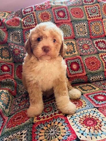 golubovi kupujem prodajem 2 strana: Nasa odgajivacnica lagotto romagnolo pasa A GANG OF LAGOTTA FCI 7244 — 15