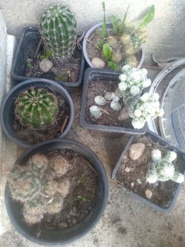 decije sobe za devojcice: Kaktusi — 5