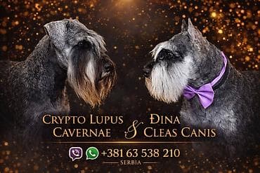 stene kane korso: Patuljasti Snaucer Biber so boja 5 zenki 1 muzjak Stenad su iz — 7