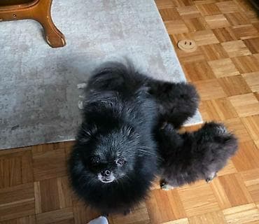 stafordi na poklon: Na prodaju preslatki pomeranci U naš dom su sasvim spontano stigle — 5