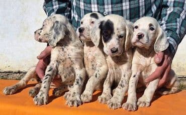 stenci prodaja: Engleski Seter štenci Štenad Engleskog Setera od radnih i — 3