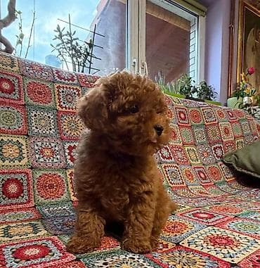 Nasa odgajivacnica se nalazi u Indjiji i bavimo se uzgojom pasa 15