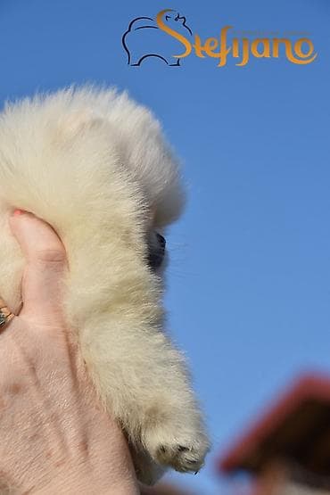 Other Pets & Animals: Pomeranac Boo. Vrhunski stenci pomeranca, kratkih njuškuca — 4