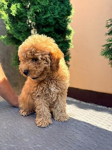 Štene maltezera/pudla tipa “toy/mini” – kovrdžava zlatna boja -