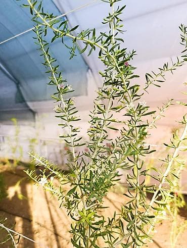 pecka na plin: Sveže ubrane bobice crne goji (Black Goji – Lycium ruthenicum) - — 5