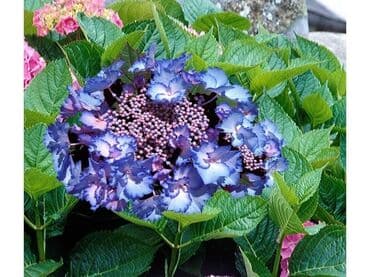 dihondra seme prodaja: Hortenzija seme
Cena:650din/5semenki — 9