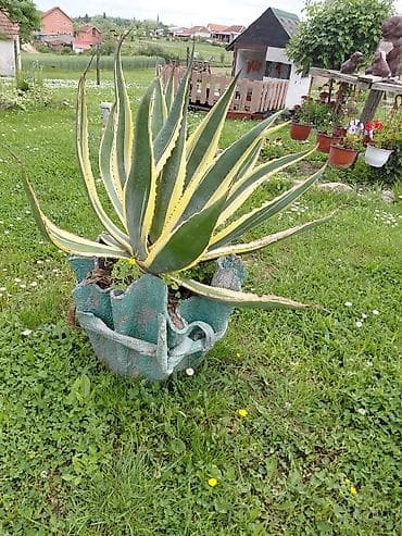 alat na prodaju: Velika ukrasna agava u saksiji - Vrsta: Agave americana variegata — 1