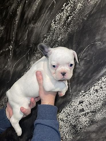 slatki psi: Francuski bulldog štene, jedinstven merle šare. Kompaktno, snažno — 8