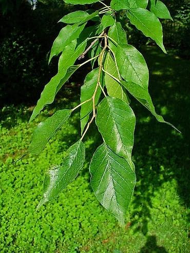 poklon za ljubitelje vina: Maklura pomifera brzorastuće drvo pogodno za živu neprohodnu — 3