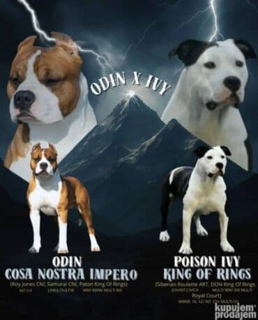 Pets & Animals: U ponudi prelepi stenci americkog staforda 2 zenke i 1 muzijak — 2
