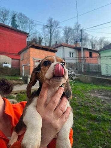 cane corso srbija: Bigl štenci Prodajem prelepe rasne štence rase Bigl, oštenjene — 5