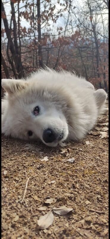 Psi: Samojed star 4 godine spreman za parenje Veseo, druželjubiv — 3