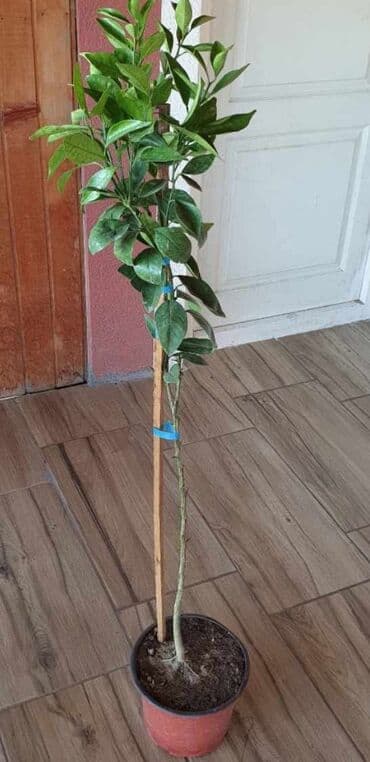 fleksibilno crevo za wc solju: Mandarina — 1