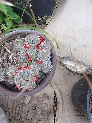 forma ideale sto i stolice za terasu: Kolekcija kaktusa – više vrsta u saksijama - Opuntia (indijska — 4