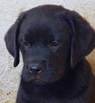 pudlice na prodaju: Labrador štenci na prodaju u žutoj i crnoj boji, oba pola u ponudi — 5