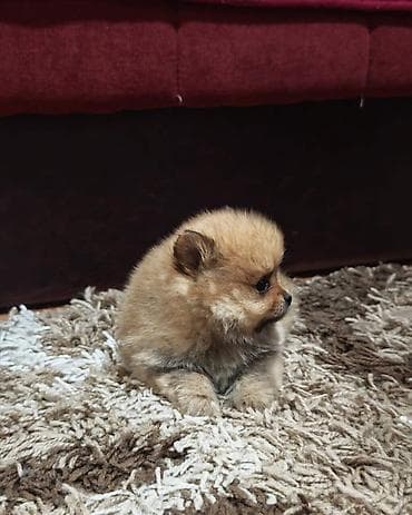 mesanac labradora i zlatnog retrivera: Štenci pomeranskog špica prelepog krzna i izuzetno sitne građe, muškog — 6