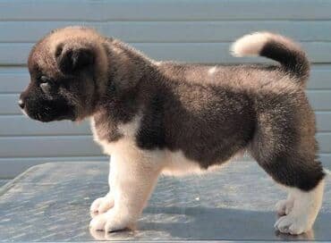 psi na poklon zrenjanin: Američka Akita, štenci Odgajivacnica TOP WINNER PUPPY sa ponosom — 7