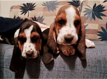 Glodari: Baset štenci Dostupni kučići Baseta, primili drugu dozu vakcine — 5