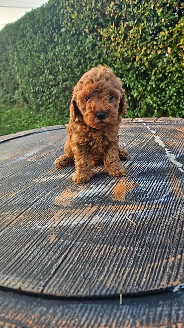 cavapoo stenci: Dostupni štenci aprikot mini i crvene toy pudle 🐩 Od veoma — 2