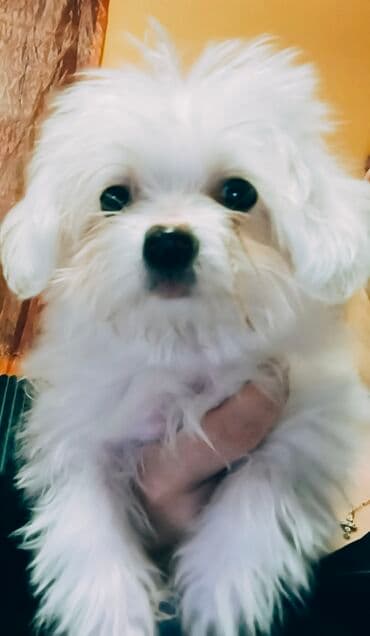 Psi: Mali kućni ljubimac – beli pahuljasti pas (toy/mini tip) - — 3