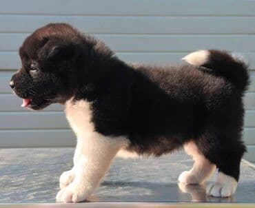 psi na poklon zrenjanin: Američka Akita, štenci Odgajivacnica TOP WINNER PUPPY sa ponosom — 9