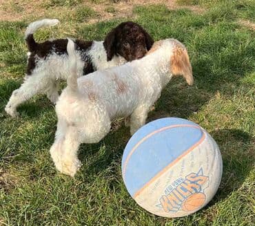 golubovi kupujem prodajem 2 strana: Nasa odgajivacnica lagotto romagnolo pasa A GANG OF LAGOTTA FCI 7244 — 10