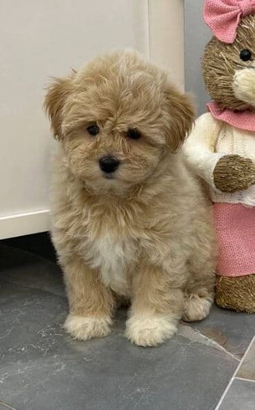 kupujem prodajem maltezere: Maltipoo vrhunske genetike u registrovanoj odgaivacnici Bahu Djokovic — 2