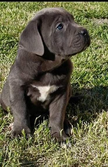 psi: Kane Korso štenci Odgajivačnica Cane Corso Kennel Heavenly Kingdom FCI — 2