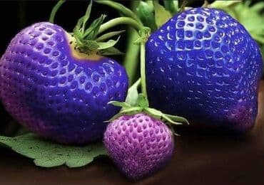 kontejnerske sadnice jagoda prodaja: Seme jagode više vrsta
Cena:650din/200 semenki — 2