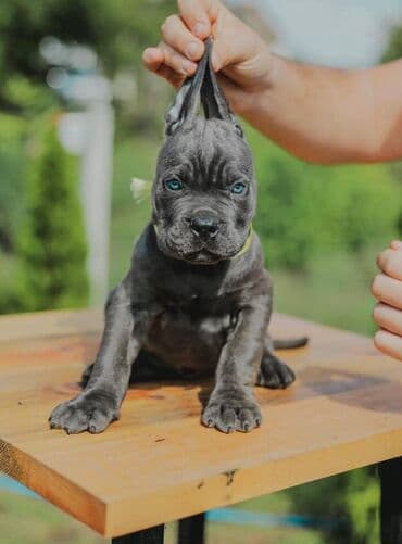 psi koji trazi tartufe: Postanite vlasnik jednog od naših vrhunskih Cane Corso štenaca — 6