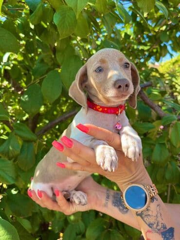 egzoticne ptice prodaja: Odgajivacnica pasa "Happy Puppies" ima u ponudi patuljaste jazavicare — 2