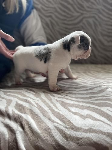 američki staford štene: Francuski buldog štenci – merle šara - Prelepi štenci francuskog — 2