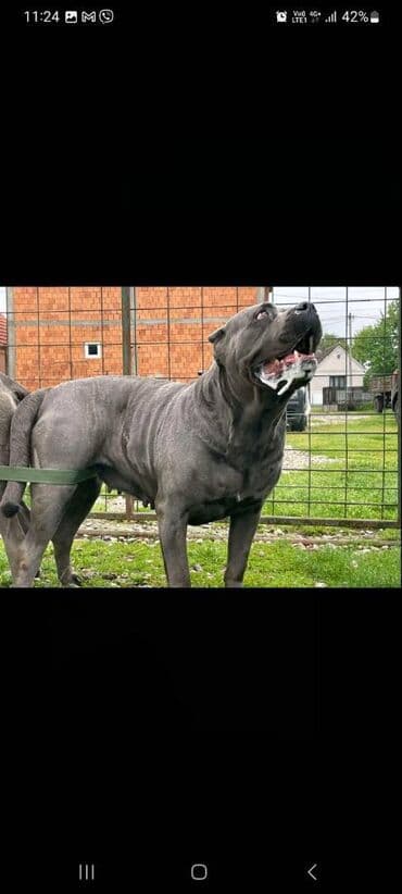 Psi: Prodajemo štence CANE CORSO vhunskog izložbenog kvaliteta sa — 19