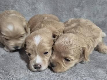 boston terijer cena: Maltipoo štenci, prelepe bebe Na prodaju prelepi štenci maltipoo — 4