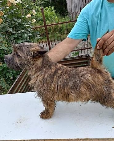 pomeranac mali psi za stan na poklon: Kern terijer štenci NOVO! Na prodaju štenad vrlo retke i umiljate rase — 1