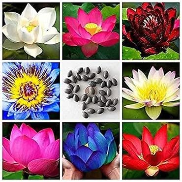 mastermax trimer na kolicima: 05. Seme Lotosa Cena:950din/5 semenki Za kućni Lotus potrebna vam je — 1