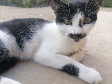 Mačke: Mlada domaća mačka – crno-bela “tuxedo” šara - Izražene crno-bele — 8