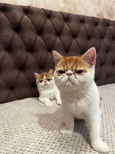 drvo maca: Na prodaju egzotični kratkodlaki mačići (Exotic Shorthair) — 7