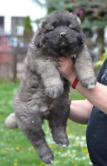 psi na poklon zrenjanin: Kavkaski ovčar štenci Na prodaju štenci kavkaskog ovčara vrhunskog — 6