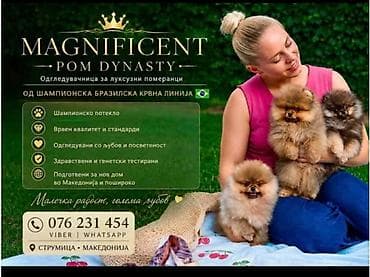 pomeranac stene cena: Ekskluzivni pomeranci iz vrhunske brazilske krvne linije — 10