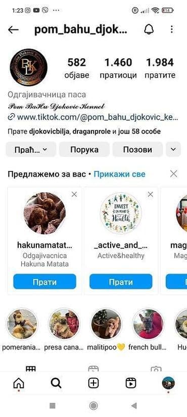 pomeranci na poklon: Odgaivacnica ekskluzivnih pomeranaca i pudli registrovana u FCI savezu — 7